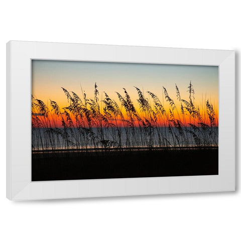 USA- Georgia- Tybee Island. Sunrise with silhouetted beach grass. White Modern Wood Framed Art Print by Wells, Joanne
