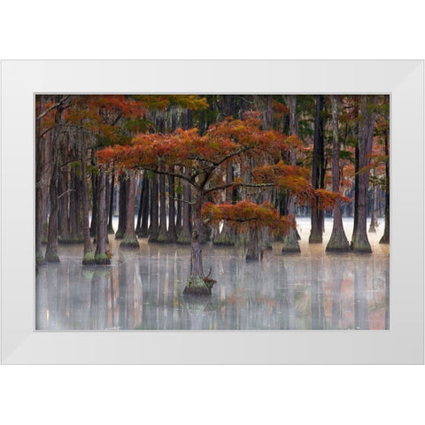 USA- Georgia- Twin City. Fall cypress tress in the fog White Modern Wood Framed Art Print by Wells, Joanne