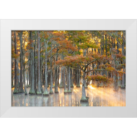 USA- Georgia- Twin City. Fall cypress tress in the fog at sunrise. White Modern Wood Framed Art Print by Wells, Joanne