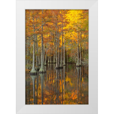USA- Georgia- Twin City. Fall cypress tress in the morning light. White Modern Wood Framed Art Print by Wells, Joanne