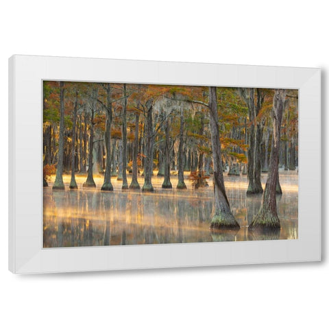USA- Georgia- Twin City. Fall cypress tress in the fog at sunrise. White Modern Wood Framed Art Print by Wells, Joanne