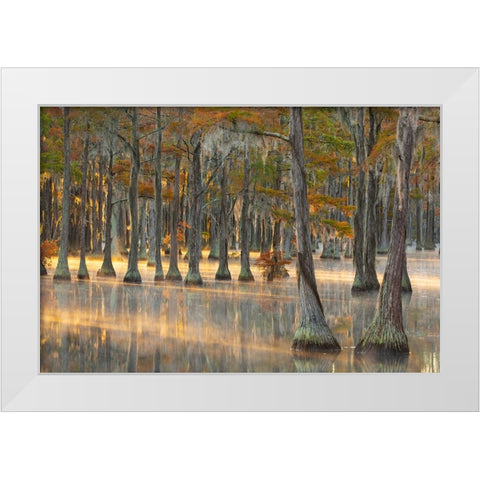 USA- Georgia- Twin City. Fall cypress tress in the fog at sunrise. White Modern Wood Framed Art Print by Wells, Joanne