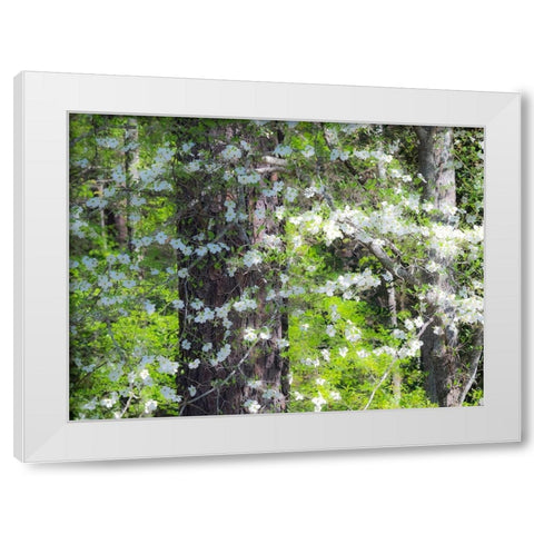Georgia-Callaway gardens springtime White Modern Wood Framed Art Print by Gulin, Sylvia