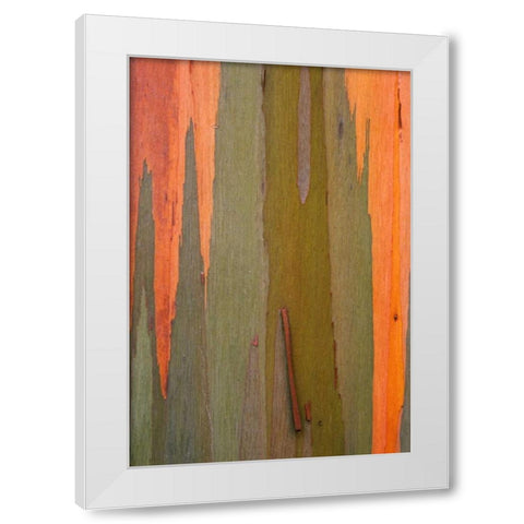 Hawaii, Kauai Detail of eucalyptus tree bark White Modern Wood Framed Art Print by Flaherty, Dennis