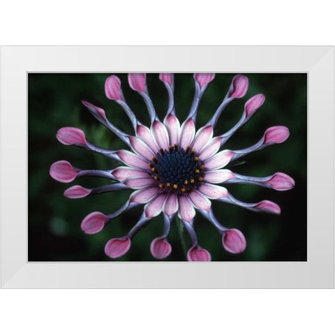 Hawaii, Maui Spoon daisy wildflower White Modern Wood Framed Art Print by Ross, Nancy ,  Steve