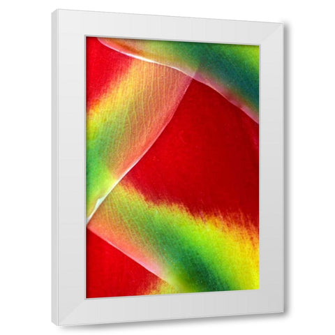 Hawaii, Maui Lobster claw or heliconia rostrata White Modern Wood Framed Art Print by Needle, Charles