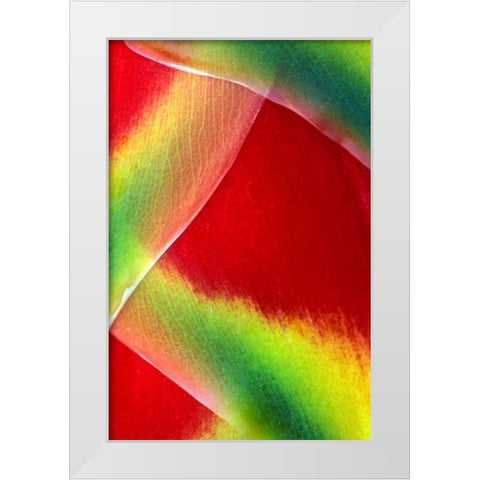 Hawaii, Maui Lobster claw or heliconia rostrata White Modern Wood Framed Art Print by Needle, Charles
