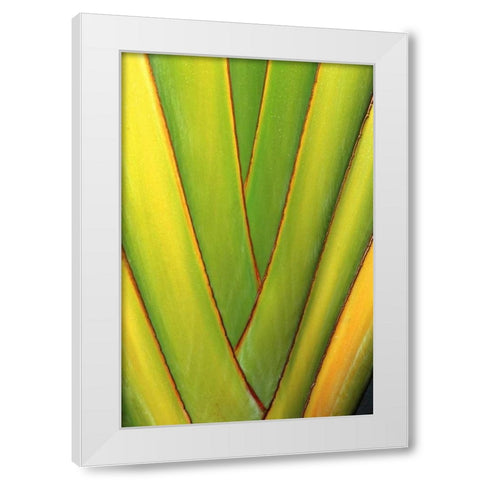 USA, Hawaii, Big Island Tropical plant abstract White Modern Wood Framed Art Print by Ross, Nancy ,  Steve