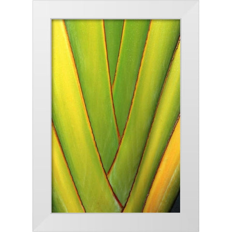 USA, Hawaii, Big Island Tropical plant abstract White Modern Wood Framed Art Print by Ross, Nancy ,  Steve