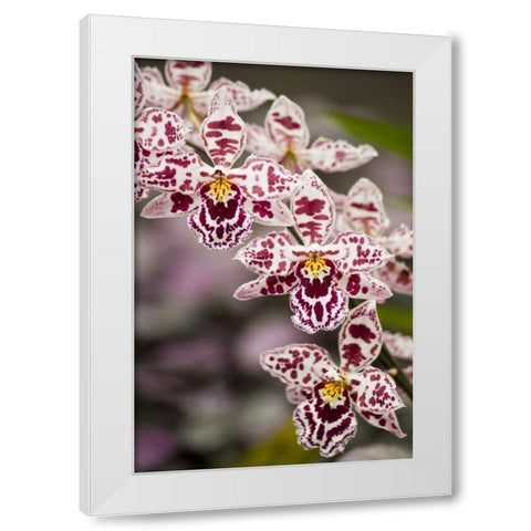 Hawaii, Hilo A spray of orchids growing White Modern Wood Framed Art Print by Kaveney, Wendy