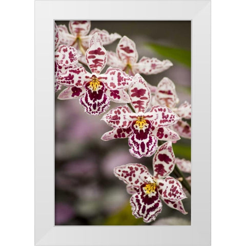 Hawaii, Hilo A spray of orchids growing White Modern Wood Framed Art Print by Kaveney, Wendy