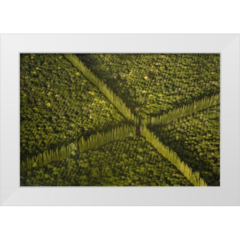HI, Hilo Aerial view of Macadamia Nut Farm trees White Modern Wood Framed Art Print by Kaveney, Wendy