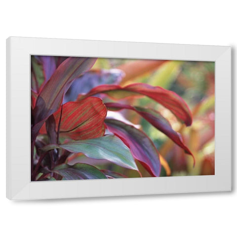 USA, Hawaii, Kauai Close-up of ti plant leaves White Modern Wood Framed Art Print by Satushek, Steve