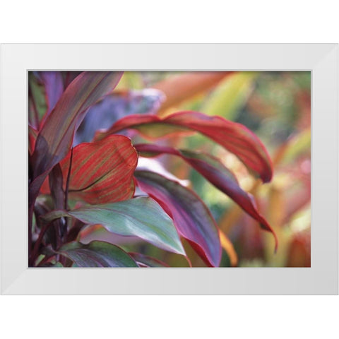 USA, Hawaii, Kauai Close-up of ti plant leaves White Modern Wood Framed Art Print by Satushek, Steve