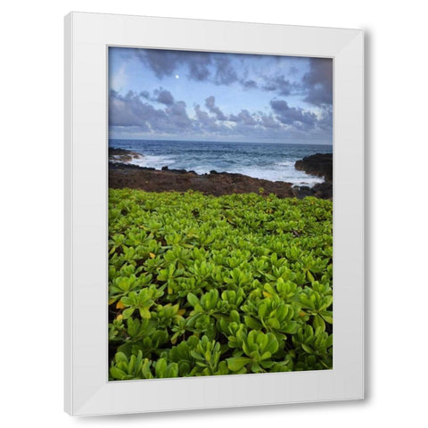 Hawaii, Kauai Plants next to rocky coastline White Modern Wood Framed Art Print by Flaherty, Dennis