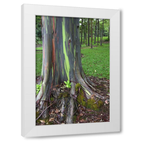 Hawaii, Kauai Colorful eucalyptus tree bark White Modern Wood Framed Art Print by Flaherty, Dennis