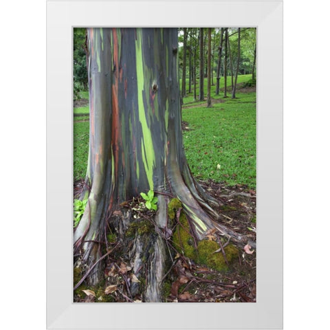 Hawaii, Kauai Colorful eucalyptus tree bark White Modern Wood Framed Art Print by Flaherty, Dennis