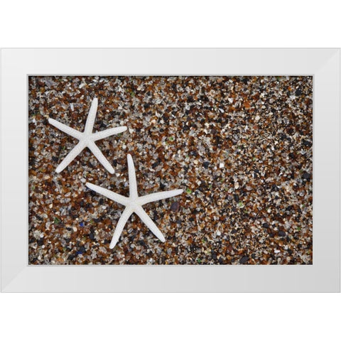 Hawaii, Kauai Starfish skeletons on Glass Beach White Modern Wood Framed Art Print by Flaherty, Dennis