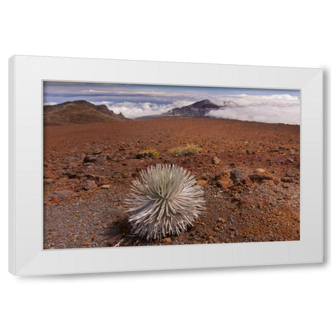 Hawaii, Maui, Haleakala NP Silversword plant White Modern Wood Framed Art Print by Illg, Cathy and Gordon