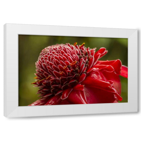 Hawaii, The Big Island Ginger blossom White Modern Wood Framed Art Print by Illg, Cathy and Gordon