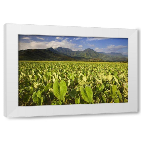 USA, Hawaii, Kauai Taro fields in Hanalei Valley White Modern Wood Framed Art Print by Flaherty, Dennis