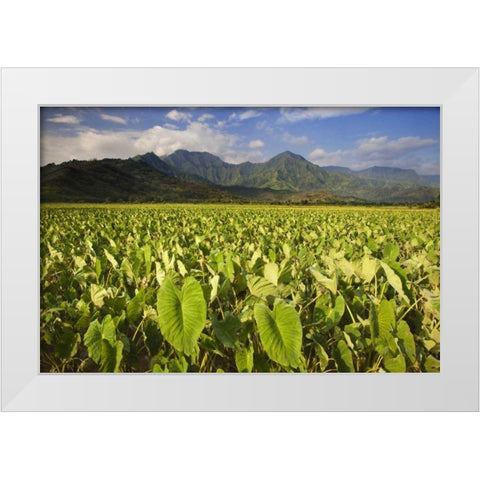 USA, Hawaii, Kauai Taro fields in Hanalei Valley White Modern Wood Framed Art Print by Flaherty, Dennis