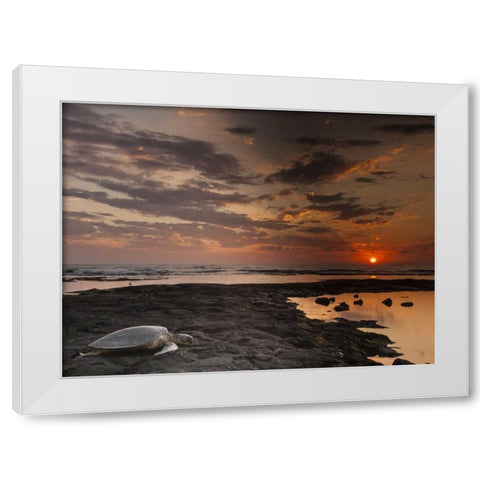 HI, Honokohau Bay Green sea turtle on beach White Modern Wood Framed Art Print by Illg, Cathy and Gordon