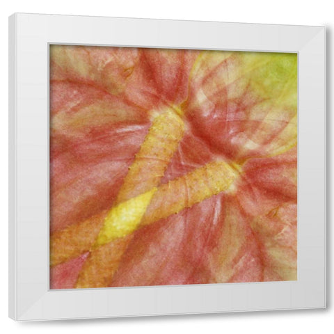 USA, Hawaii Anthurium flower montage White Modern Wood Framed Art Print by Bush, Marie
