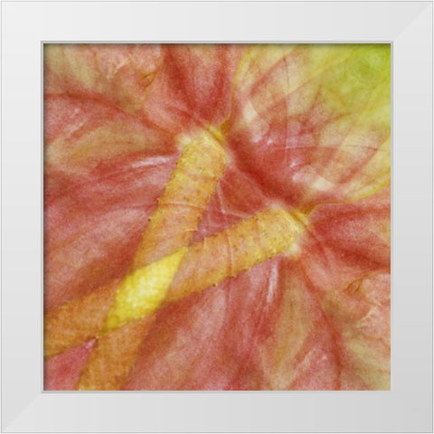 USA, Hawaii Anthurium flower montage White Modern Wood Framed Art Print by Bush, Marie