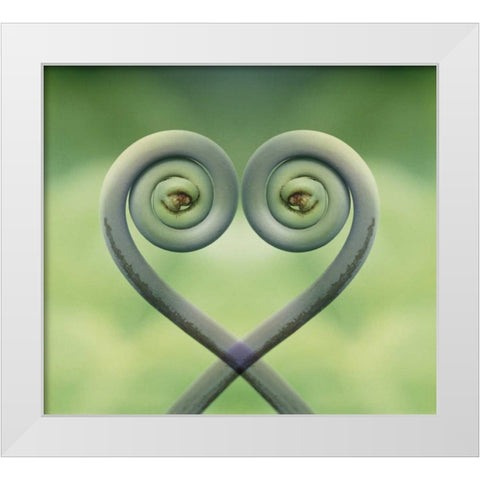 Hawaii Frond montage at Akaka Falls State Park White Modern Wood Framed Art Print by Bush, Marie