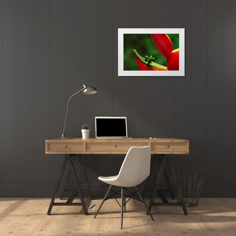 Hawaii, Hilo Heliconia flower close-up White Modern Wood Framed Art Print by Bush, Marie