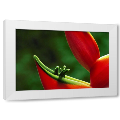 Hawaii, Hilo Heliconia flower close-up White Modern Wood Framed Art Print by Bush, Marie