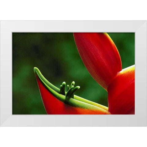 Hawaii, Hilo Heliconia flower close-up White Modern Wood Framed Art Print by Bush, Marie