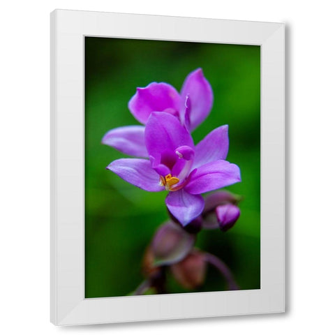 Hawaii-Kauai Close-up of wild orchid flower White Modern Wood Framed Art Print by Jaynes Gallery
