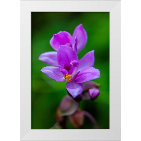 Hawaii-Kauai Close-up of wild orchid flower White Modern Wood Framed Art Print by Jaynes Gallery