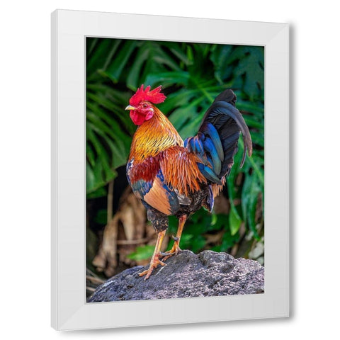 Feral rooster-Kauai-Hawaii-USA White Modern Wood Framed Art Print by Engelbrecht, Jim