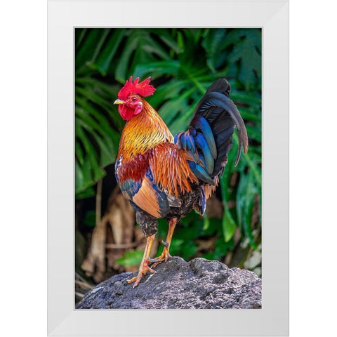 Feral rooster-Kauai-Hawaii-USA White Modern Wood Framed Art Print by Engelbrecht, Jim