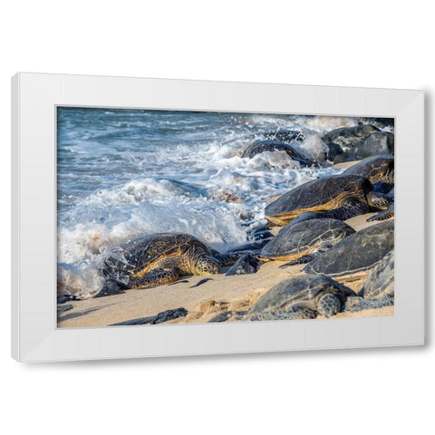 Green Sea Turtles-Maui-Hawaii-USA White Modern Wood Framed Art Print by Engelbrecht, Jim