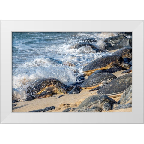 Green Sea Turtles-Maui-Hawaii-USA White Modern Wood Framed Art Print by Engelbrecht, Jim