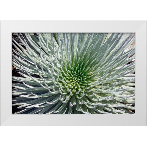 Haleakala silversword-Maui-Hawaii-USA White Modern Wood Framed Art Print by Engelbrecht, Jim