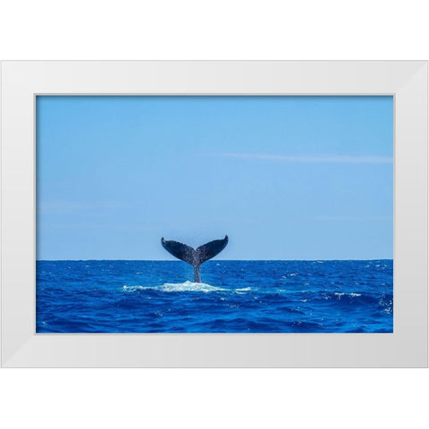 Humpback whale tail White Modern Wood Framed Art Print by Engelbrecht, Jim