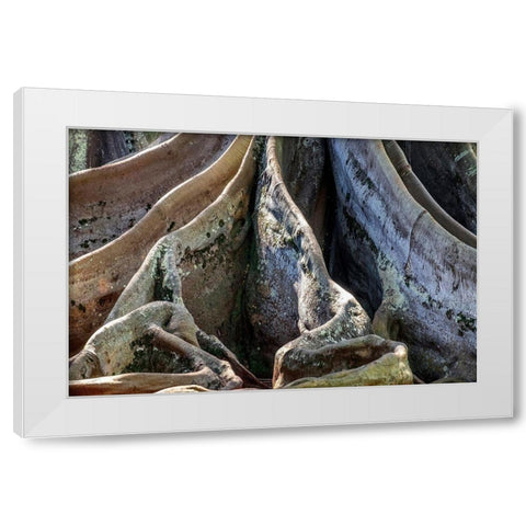 Moreton Bay Fig tree-Kauai-Hawaii-USA White Modern Wood Framed Art Print by Engelbrecht, Jim