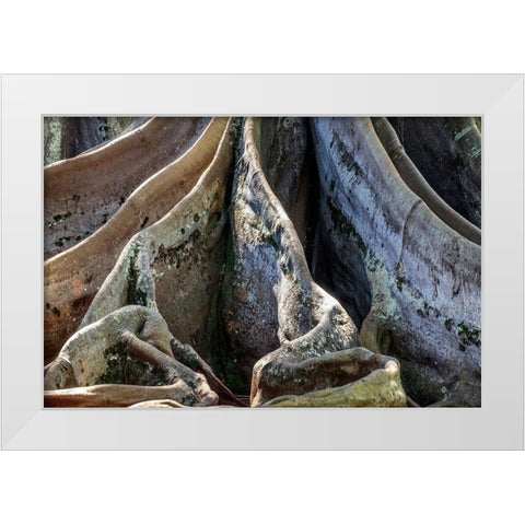 Moreton Bay Fig tree-Kauai-Hawaii-USA White Modern Wood Framed Art Print by Engelbrecht, Jim