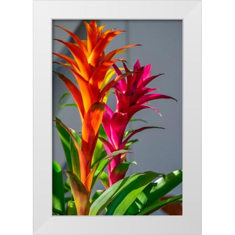 Bromeliad White Modern Wood Framed Art Print by Engelbrecht, Lisa S.