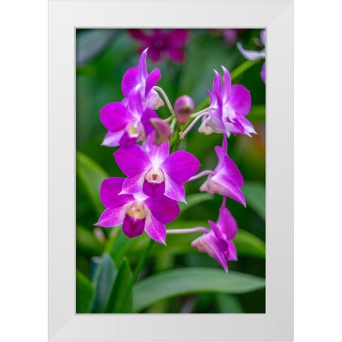 Dendrobium Orchid White Modern Wood Framed Art Print by Engelbrecht, Lisa S.