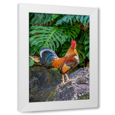 Feral rooster-Kauai-Hawaii-USA White Modern Wood Framed Art Print by Engelbrecht, Lisa S.