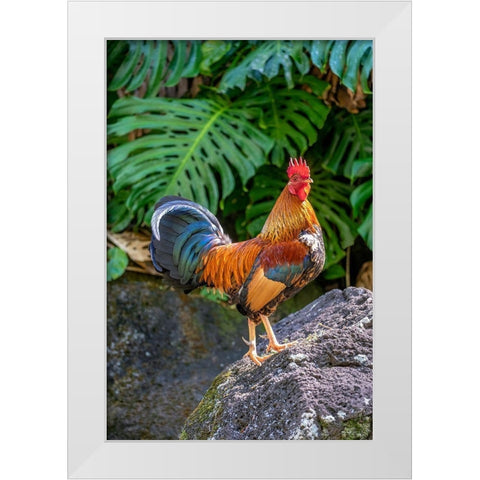 Feral rooster-Kauai-Hawaii-USA White Modern Wood Framed Art Print by Engelbrecht, Lisa S.