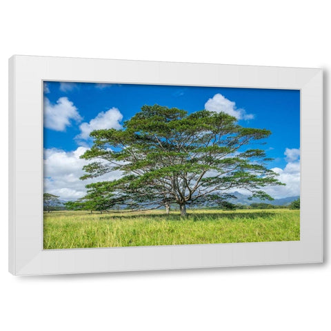 Monkeypod tree-Kauai-Hawaii-USA White Modern Wood Framed Art Print by Engelbrecht, Lisa S.