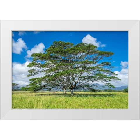 Monkeypod tree-Kauai-Hawaii-USA White Modern Wood Framed Art Print by Engelbrecht, Lisa S.
