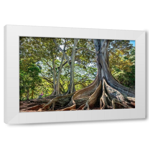 Moreton Bay Fig tree-Kauai-Hawaii-USA White Modern Wood Framed Art Print by Engelbrecht, Lisa S.